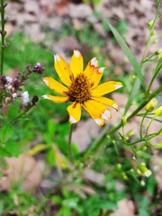 Heliopsis longipes
