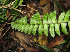 Asplenium lunulatum