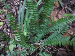 Asplenium lunulatum