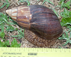 Achatinidae