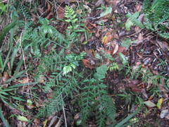 Asplenium rutifolium