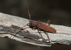 Aneflomorpha lineare