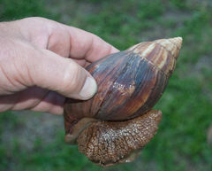 Achatinidae