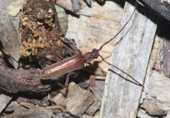 Aneflomorpha lineare