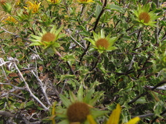 Berkheya spinosa