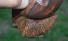 Achatinidae