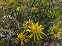 Berkheya spinosa