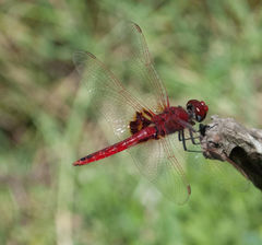 Urothemis assignata