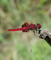 Urothemis assignata