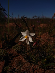 Cyanella alba alba