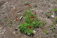 Potentilla thurberi
