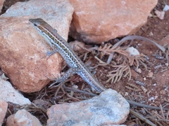 Ophisops elegans schlueteri