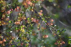 Dodonaea triangularis