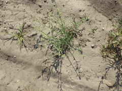 Corispermum hyssopifolium