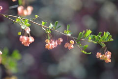 Dodonaea triangularis