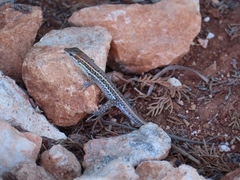 Ophisops elegans schlueteri