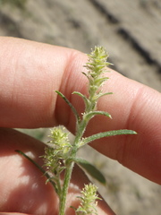 Corispermum hyssopifolium