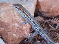 Ophisops elegans schlueteri