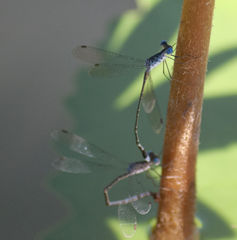 Lestes tridens