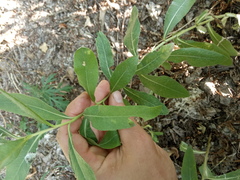 Cirsium arvense vestitum