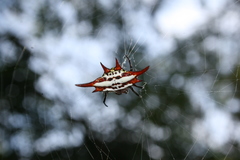 Gasteracantha versicolor