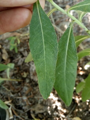 Cirsium arvense vestitum