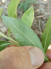Cirsium arvense vestitum