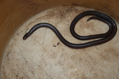 Atractaspis bibronii