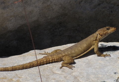 Karusasaurus polyzonus