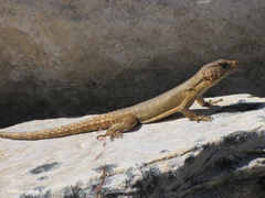 Karusasaurus polyzonus