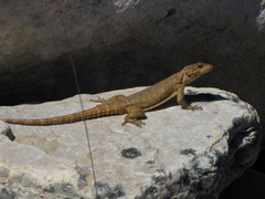 Karusasaurus polyzonus