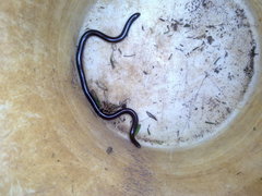 Typhlopidae