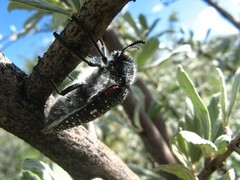 Julodis humeralis