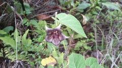 Dictyanthus reticulatus