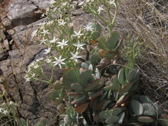 Crassula arborescens arborescens