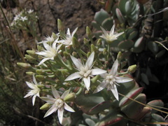 Crassula arborescens arborescens