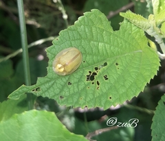 Physonota nitidicollis