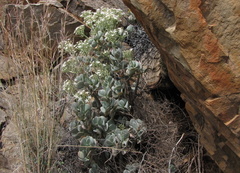 Crassula arborescens arborescens