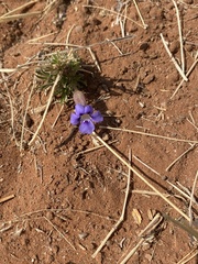 Aptosimum spinescens