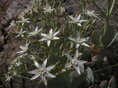 Crassula arborescens arborescens