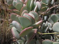 Crassula arborescens arborescens