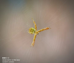 Argiope