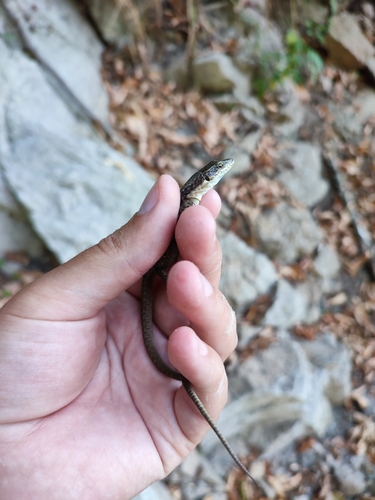 Dahl's Lizard, Darevskia dahli