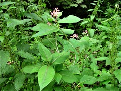 Koenigia campanulata