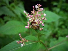Koenigia campanulata