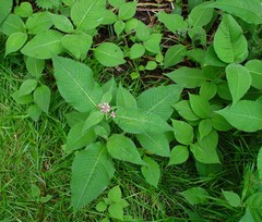 Koenigia campanulata