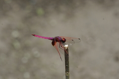 Trithemis aurora