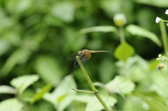 Trithemis aurora
