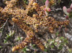 Crassula muscosa muscosa