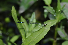 Agriocnemis clauseni